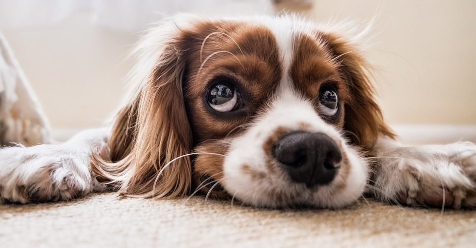 hond op vloer