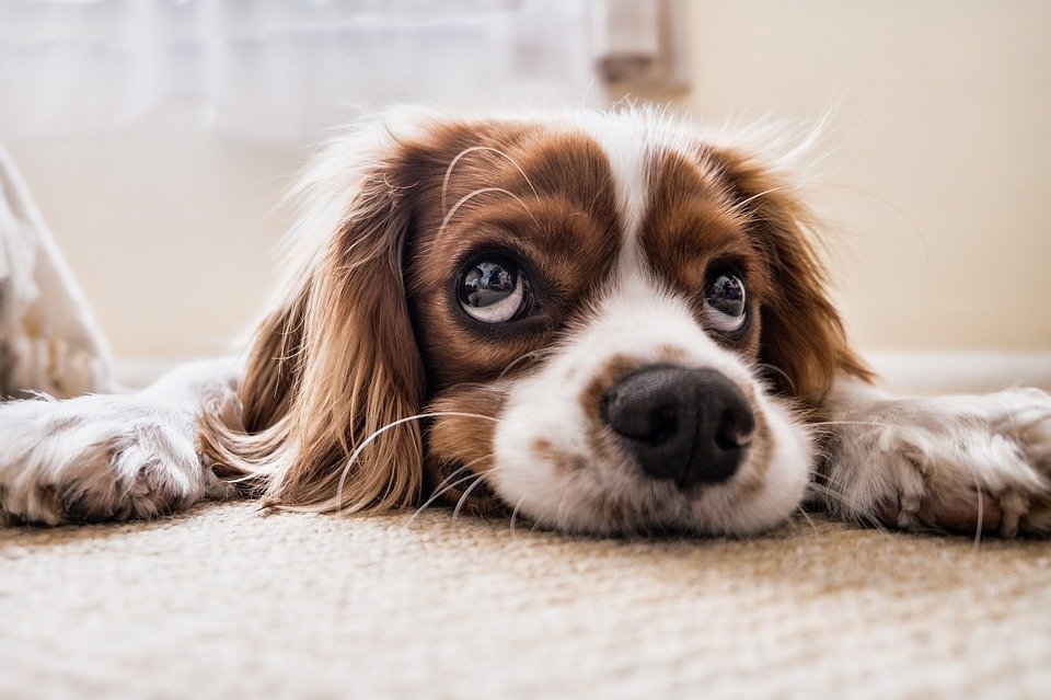 hond op vloer