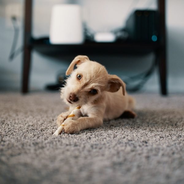 puppy op tapijt